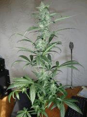 Santa kush
