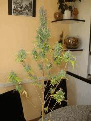 Col'jam kush