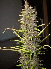 Col'jam kush