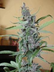 Santa kush