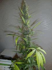 Col'Jam kush