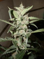 Santa kush