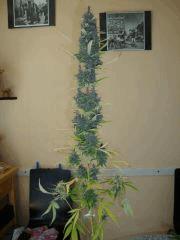 Col'jam kush