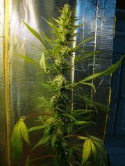 Col'Jam kush