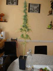 Col'Jam kush