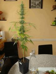 Col'Jam kush
