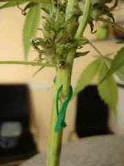 graines de Col'Jam kush f2
