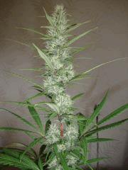 Col'Jam kush