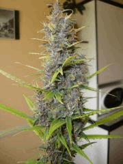 Col'Jam kush