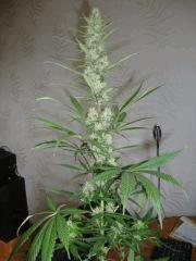 Col'Jam kush