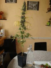 Col'Jam kush