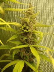 Santa kush