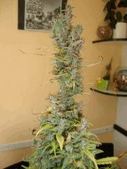 Col'jam kush