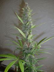 Col'Jam kush