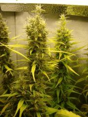 Col'Jam kush