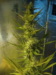 Col'Jam kush