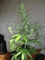 Col'Jam kush
