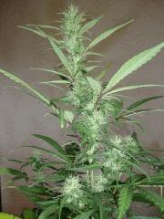 Col'Jam kush