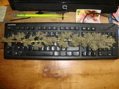 Santa kush