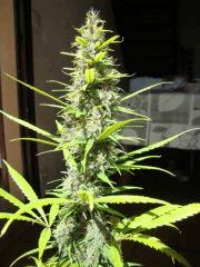 Col'Jam kush