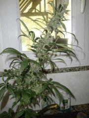 Santa kush