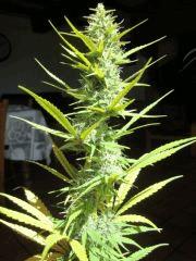 Col'Jam kush