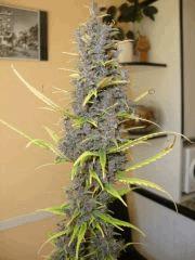 Col'jam kush