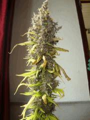 Santa kush