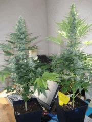 AK47xK5
