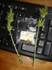 Col'jam kush