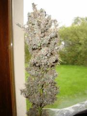 Santa kush