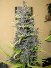 Col'jam kush