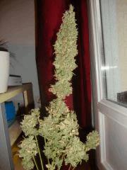 AK47xK5