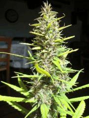 Col'Jam kush
