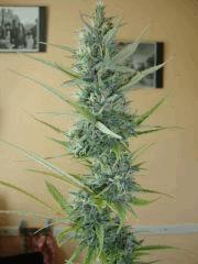 Col'Jam kush