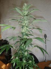 Santa kush