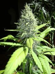 Santa kush
