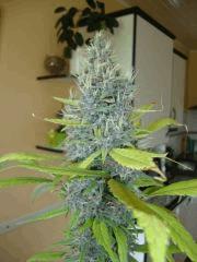 Santa kush