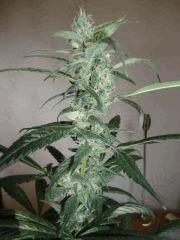 Santa kush