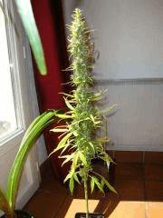 Col'jam kush