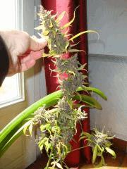 Santa kush