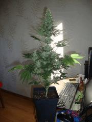 AK47xK5