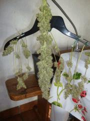 AK47xK5