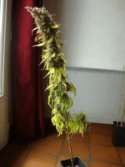 Santa kush