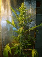 Col'Jam kush