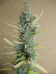 Col'jam kush