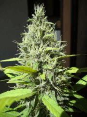 Santa kush