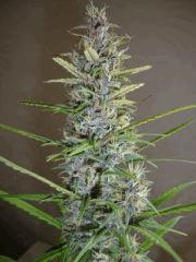 Col'Jam kush