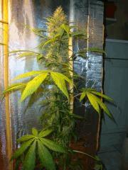 Santa kush