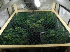 JDC  SCROG moby dick 2014
